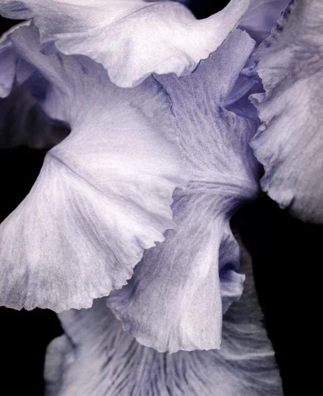 Iris feather sleeves of light organza grace our Aldith gown 🕊️
ㅤ
Photograph, Iris Feathers (2020), by Eva Grall.